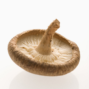赏金 食物 生活 烹饪 蘑菇 生产 真菌 收获 营养 农业