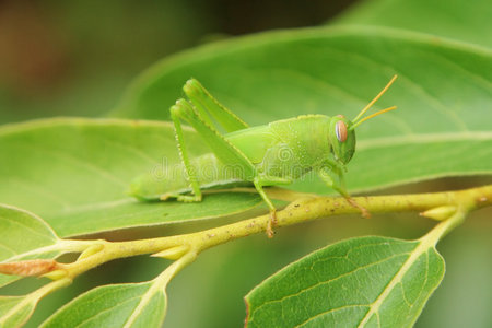 蚱蜢特写图片