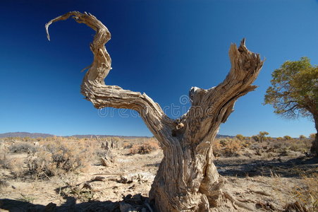 枯木图片 枯木素材 枯木插画 摄图新视界