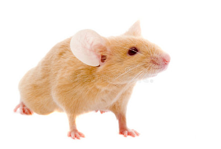 小老鼠贝塔图片