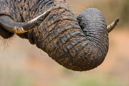 南方 植物 象牙色 哺乳动物 巨人 危险的 食草动物 游猎