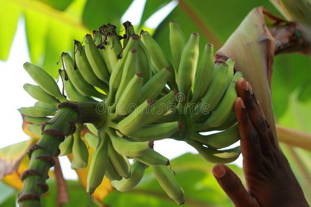 香蕉树上的未成熟香蕉