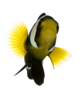 鞍背小丑鱼照片