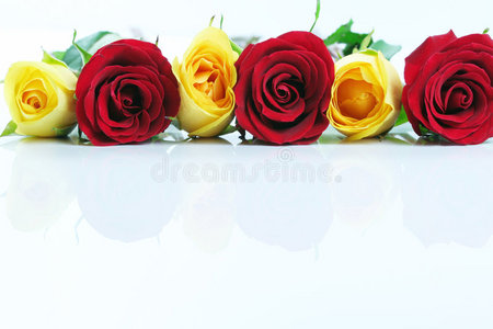 一排黄玫瑰和红玫瑰图片