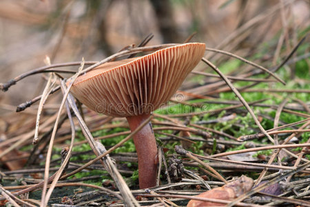 松树秋林野蘑菇