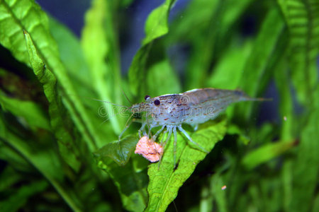 水族馆淡水虾