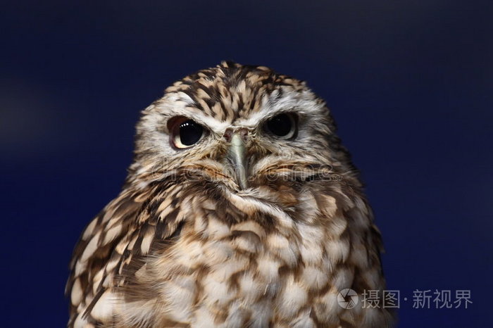 眼盯着苍蝇雪豹鸟猫头鹰特写肖像非洲猫头鹰猫头鹰眼猫头鹰眼雪鴞当心