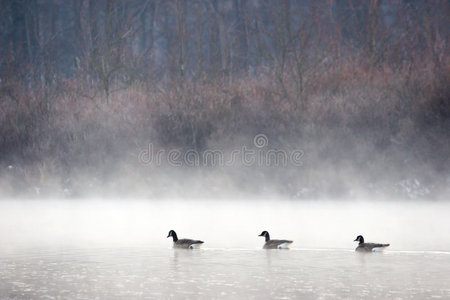 雾中的三只鹅图片