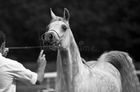 领导的缰绳图片