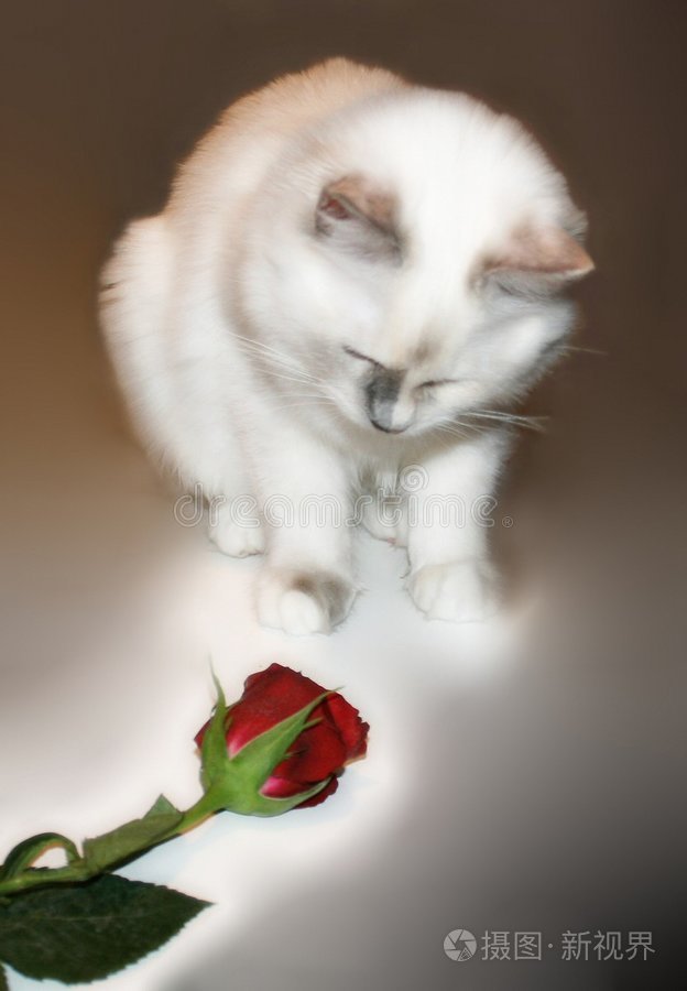 小猫的第一朵玫瑰