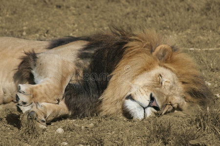 狮子睡觉