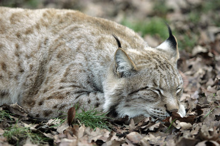 野猫