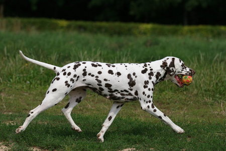 草地达尔马提亚照片