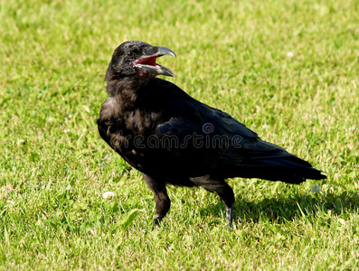 草地上的黑色乌鸦