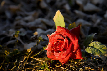 荆棘丛中的玫瑰照片
