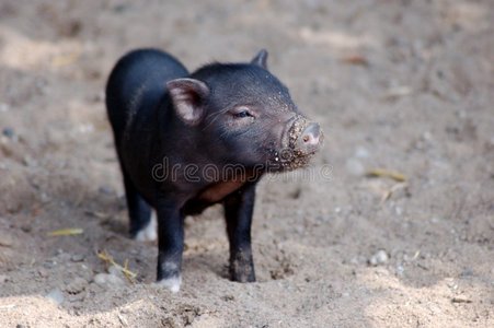 小黑猪照片