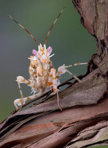 藤蔓上的刺螳螂图片