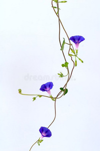 牵牛花藤图片