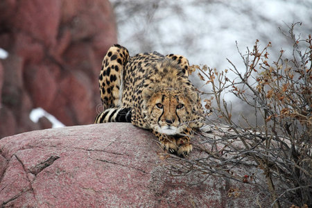 狩猎的座位猎豹照片