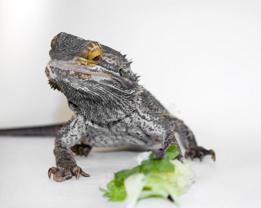 胡须龙看食物