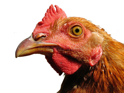 孤立公鸡头双的鸡母鸡公鸡带有红色的大公鸡顶上那