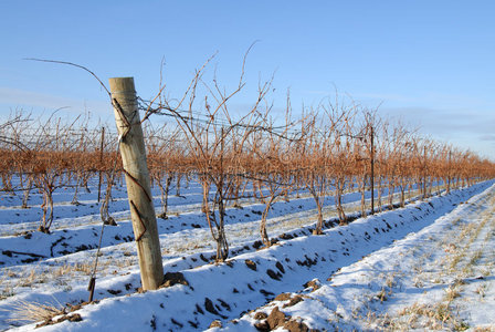 在荷兰冬天的雪树枝关于无核小葡萄干和干的干燥的树叶大量的和雪向