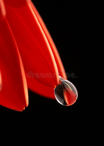 红色非洲菊花瓣上的露珠，特写