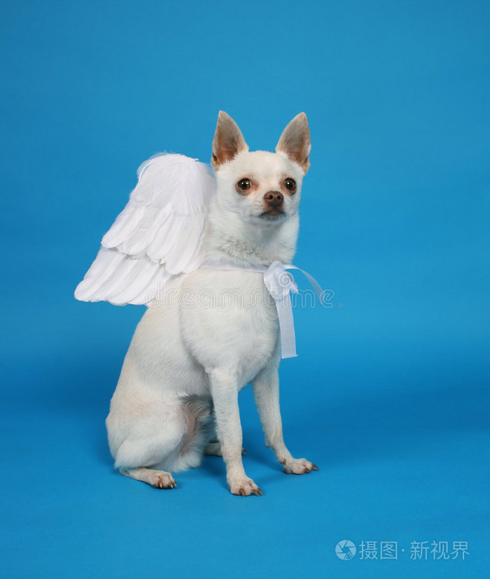 天使狗照片-正版商用图片0hgh7f-摄图新视界