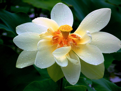 莲花花橙色图片