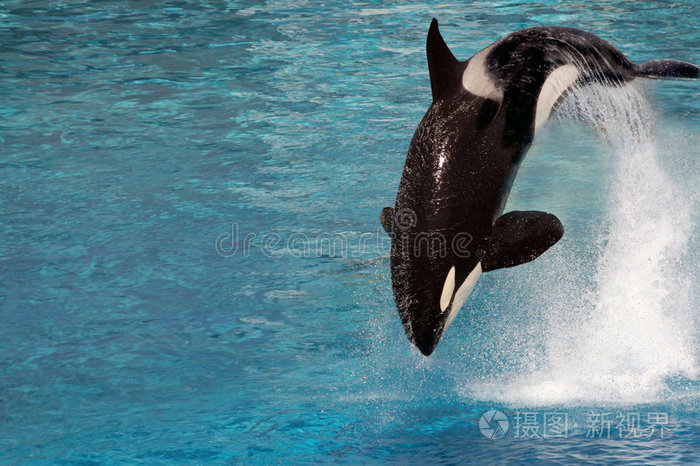 虎鲸跳跃