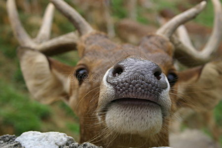 鹿鼻照片