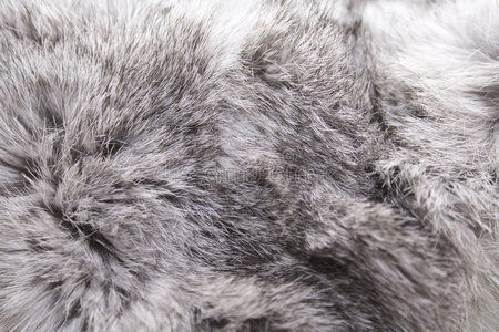 害怕的野兔图片