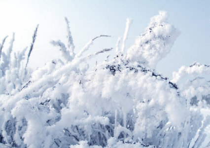 雪地里的植物