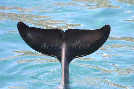海豚尾巴