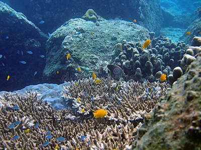 热带海洋生物图片