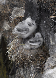 在悬崖上筑巢的海鸠幼鸟照片