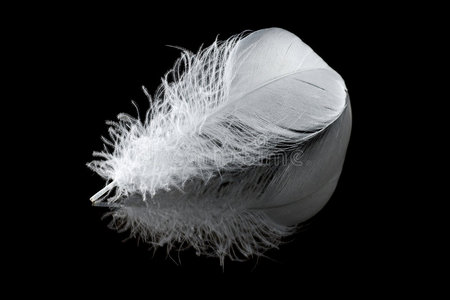 浮动的羽毛白色羽毛照片