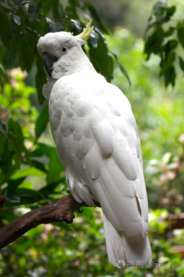 葵花鹦鹉照片 正版商用图片0hhcin 摄图新视界