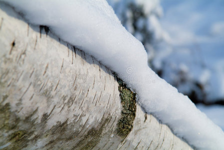 白桦上的雪