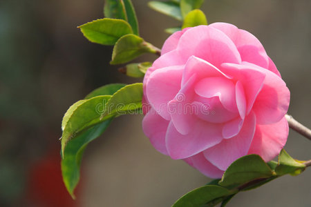山茶花图片 山茶花素材 山茶花插画 摄图新视界