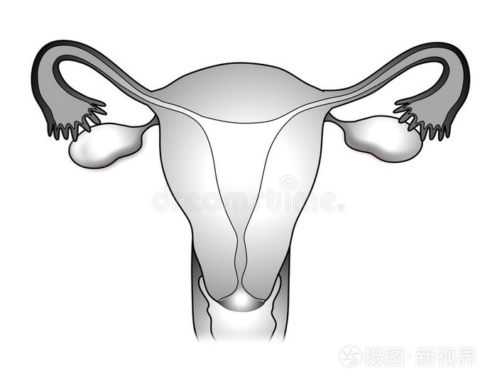 女性生殖系统图解2插画-正版商用图片0hhtjg-摄图新视界