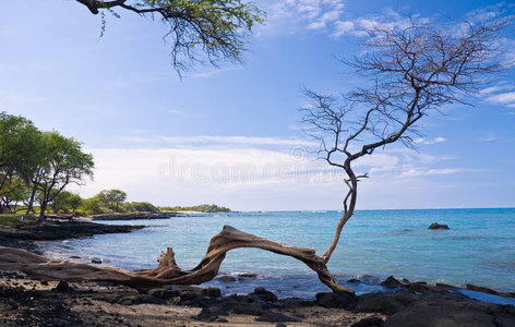 夏威夷海滩上的一棵树