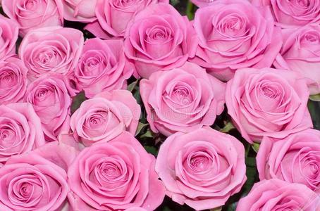 粉红玫瑰我的花背景