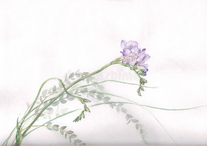 小蒼蘭小苍兰水彩插画