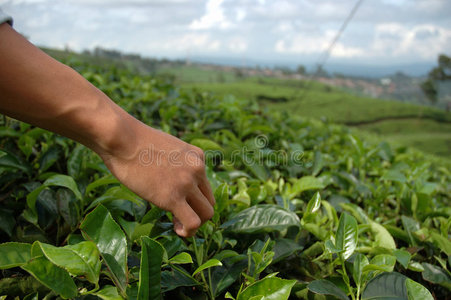 采摘绿茶