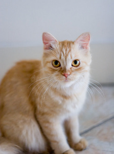 瓷砖地板上的红褐色猫咪
