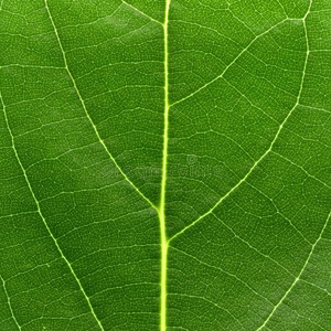 绿色热带叶在手和覆盖她的脸的一部分有大叶子的香蕉树大设置水彩集合