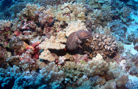 毛伊岛海鳗
