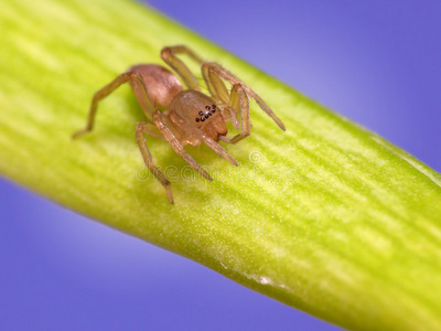 超小蜘蛛图片-超小蜘蛛素材-超小蜘蛛插画-摄图新视界