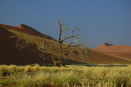 大沙丘(纳米布沙漠)照片